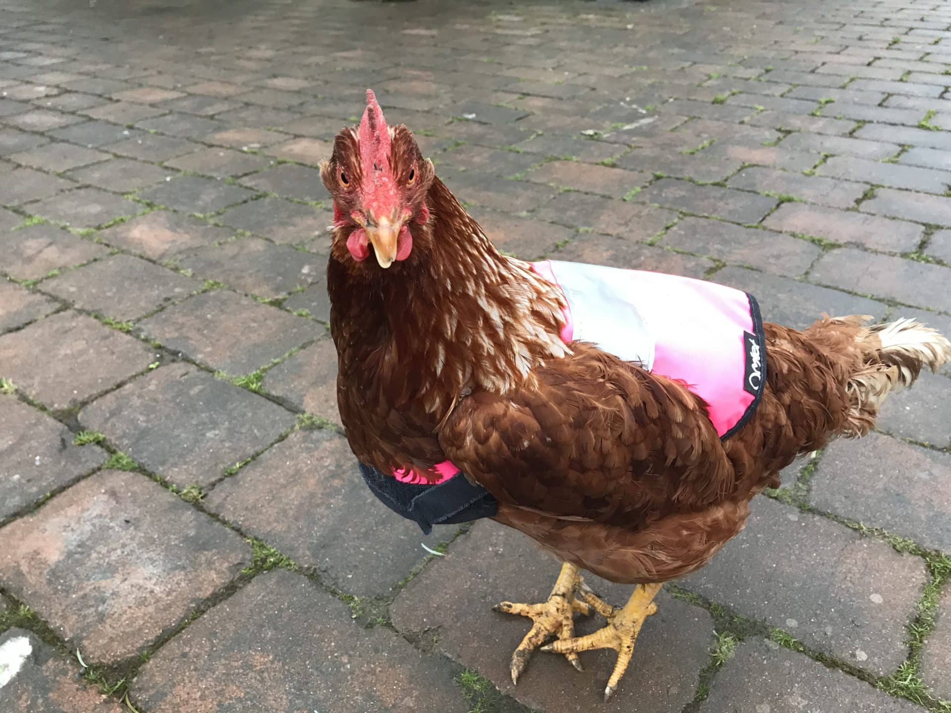 Omlet Doppelpack Warnweste für Hühner - Pink und Gelb 